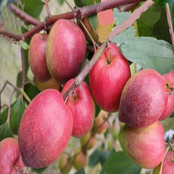 TAPOBON Jujube Miss India Apple Ber Kul Variety variety Grafted Fruit Live Plants & Tree(1-2 Feet Size)
